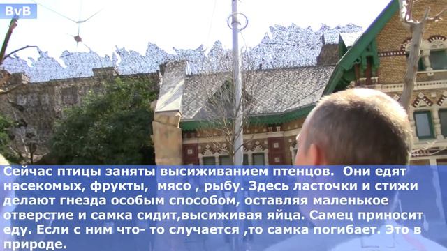 Антверпенскому зоопарку 175 лет! Часть4. Воздушный рай. Работа персонала. смотреть онлайн