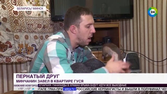 Звезда по имени Харви: белорусский блогер завел в квартире гуся и снимает про него сериал смотреть онлайн
