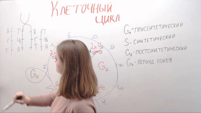 Клеточный цикл смотреть онлайн