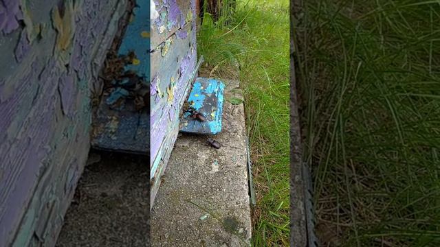 11.07.21р. Пасіка зароїлась, роблю відводки.Меду з акації по дві рамки з вулика, ділюсь з відводкам смотреть онлайн