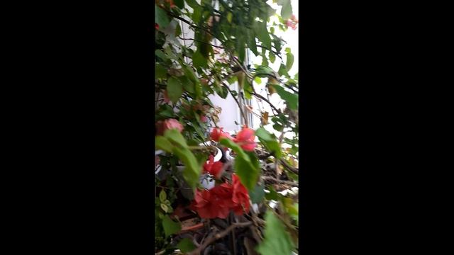 Цветы на балконе 11 марта 2023г смотреть онлайн