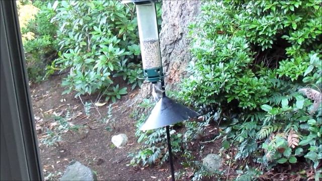 They're Baaack! - Squirrels vs Yankee Flipper - смотреть онлайн