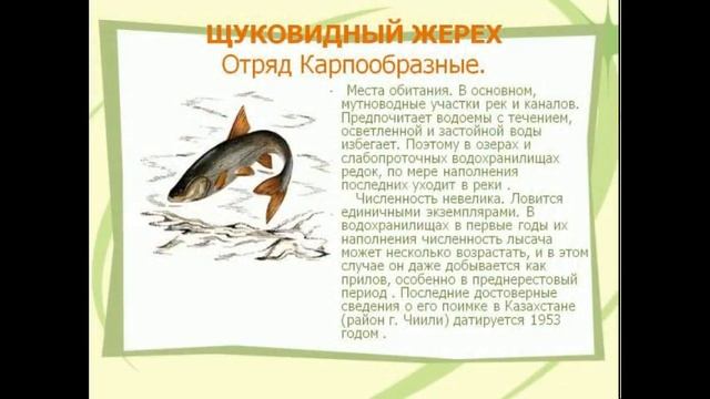 Щуковидный жерех смотреть онлайн