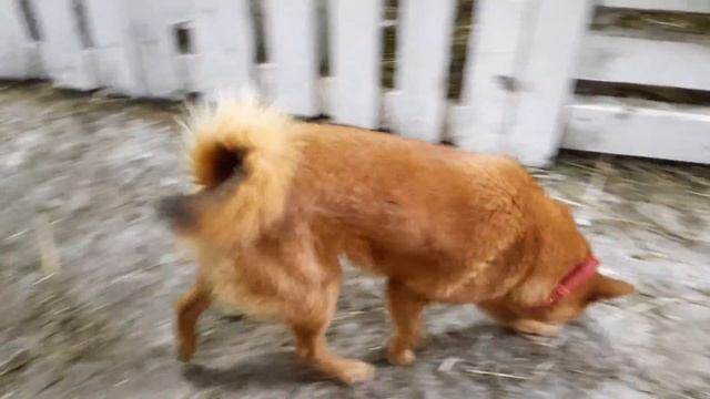 КОШКА ВЫЛОКАЛА ПОЛ ВЕДРА ВОДЫ/ДЕЛА В ХОЗЯЙСТВЕ. смотреть онлайн