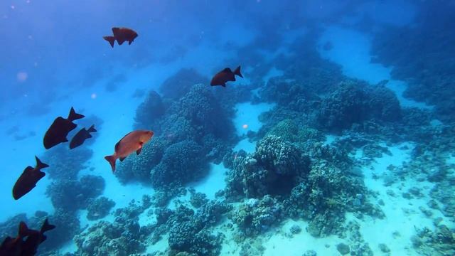 Красивый коралловый риф 4K. Красное море.