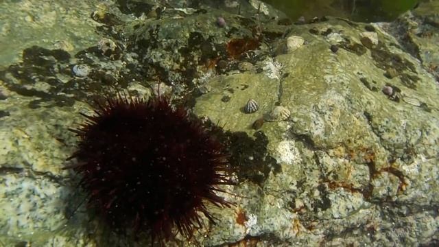 Под водой / Russia, Primorsky Krai, Nakhodka смотреть онлайн