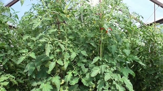 Жируют томаты!!! Нет, просто это томаты - гиганты! смотреть онлайн