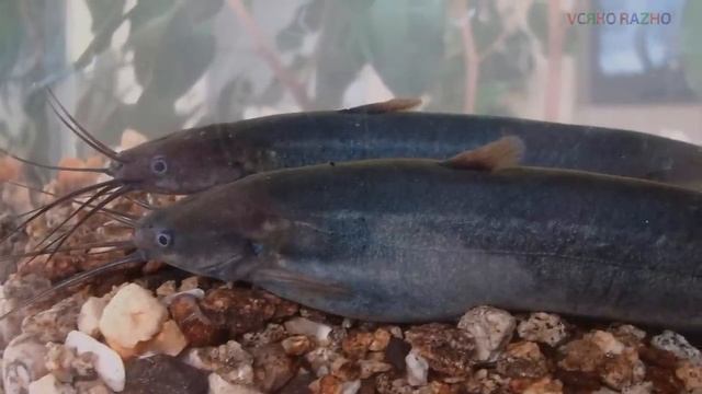 САМЫЕ ХИЩНЫЕ АКВАРИУМНЫЕ РЫБКИ/THE MOST PREDATORY AQUARIUM FISH смотреть онлайн