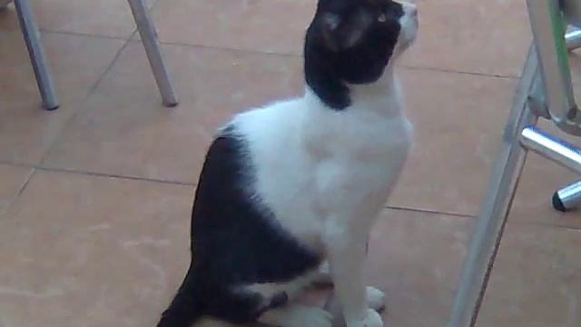 Турецкие кошки в отеле Novia Gelidonya Кемер смотреть онлайн