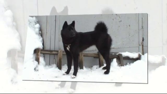 Шарик Вера Гессен смотреть онлайн