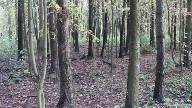 Настена в парке. Собираем желуди и листики. Кормим белочек. смотреть онлайн