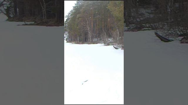 Ну и свиньи же...! смотреть онлайн