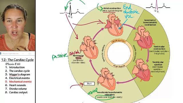 Cardiac cycle 5- Mechanical events смотреть онлайн