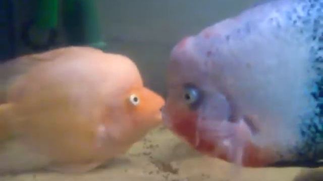 POISSON ALTEROPHILE IL POUSSE DES PIERRES PLUS LOURDE QUE LUI смотреть онлайн