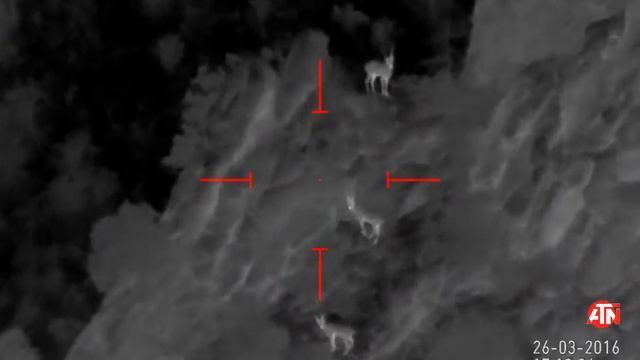 Ibex, Козёл сибирский, ibex hunting 150 метров. смотреть онлайн