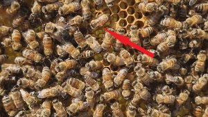 Судьба хромой ИОшки от Скупновых