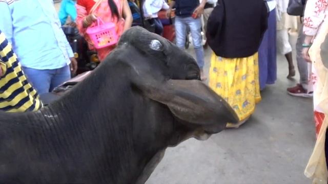 Вриндаван. Индия.