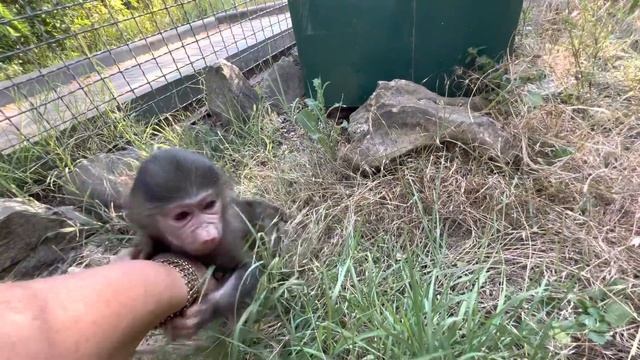 Люся вышла на прогулку с маленьким львёнком! Друзья, нам нужна ВАША ПОМОЩЬ, животные могут ПОГИБНУТ смотреть онлайн