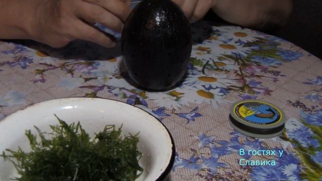 Кокос в Аквариуме.Домик для Сомов.HOUSE FOR FISH DIY. смотреть онлайн