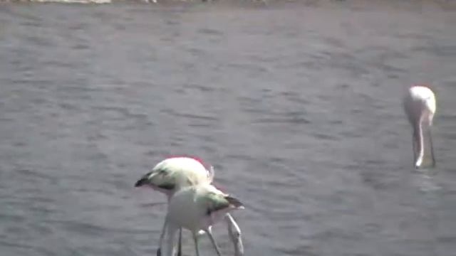 Flamingos.mpg смотреть онлайн