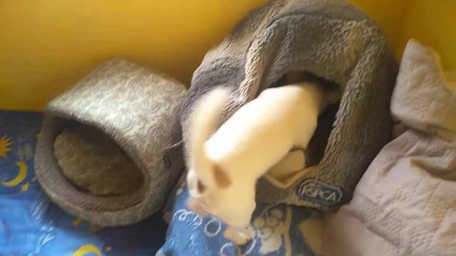 любимый домик наших чихуахуа Симферополь Кастропуло Крым смотреть онлайн