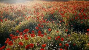 Yahyobek Mo`minov 3-qism Pop tumanida to`yda