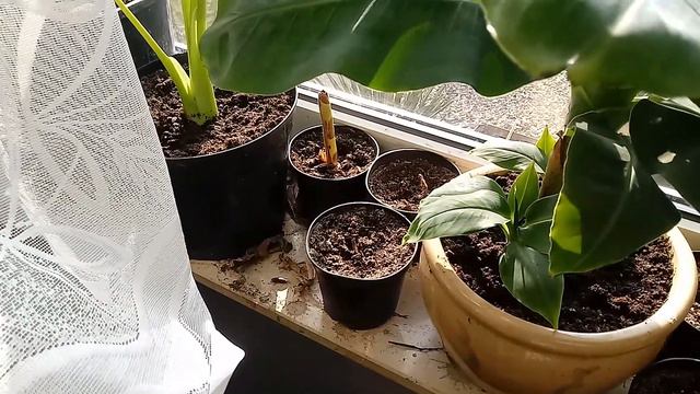 37#.DZIWIDŁO😳BANANY🌴.ALOKAZJE. 🌱KOLOKAZJE🌳 смотреть онлайн