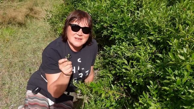 Как растет голубика у нас на плантации смотреть онлайн