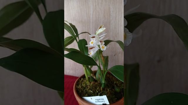 Coelogyne leucantha. Orchids&More смотреть онлайн