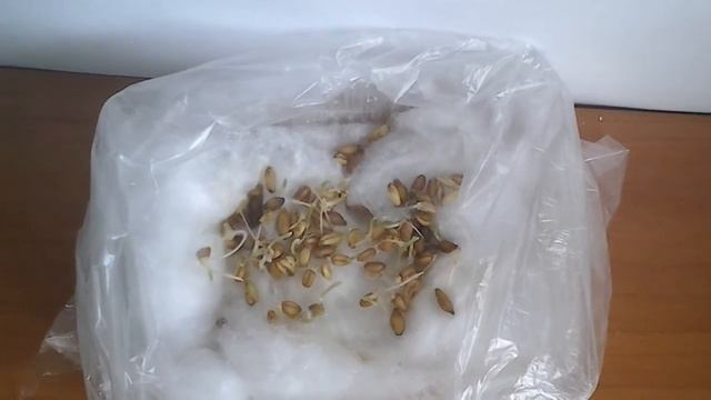 Трава для хомяков день 3 смотреть онлайн