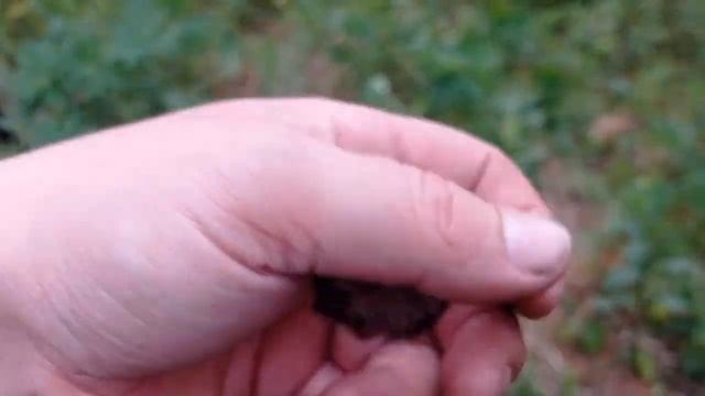 ЖАРА ЗА 30 ГРАДУСОВ.НАШЛИ ПОСЕЛЕНИЯ.ЛЕСНОЙ КОП С ЭКВИНОКС И ВАНКВИШ. смотреть онлайн