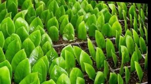 Способы размножения Замиокулькаса. Как размножить Долларовое дерево.