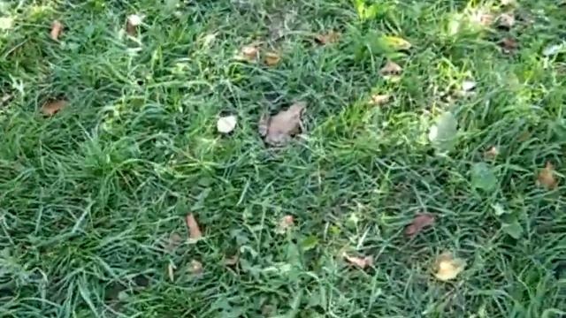 Животные на Пальце