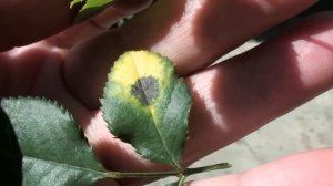 Как определить и быстро победить черную пятнистость на розах.