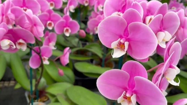 MC1878 Phal. Pinlong Cheris 'Sakura' смотреть онлайн