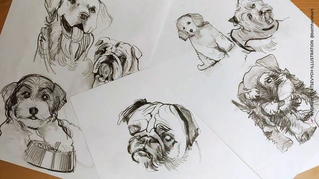 Рисую каждый день: сегодняшняя тема — собаки. Набросок мопса карандашом, ускорено в 30 раз. смотреть онлайн