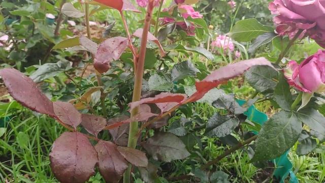 Розы в Подмосковье. Роза Blueberry / Блюбери (срезочная, чг) смотреть онлайн