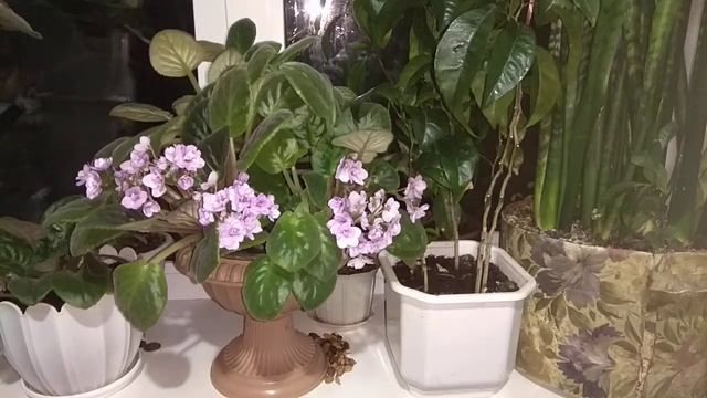 Непростительные Ошибки цветоводов. Выращивание цветов смотреть онлайн