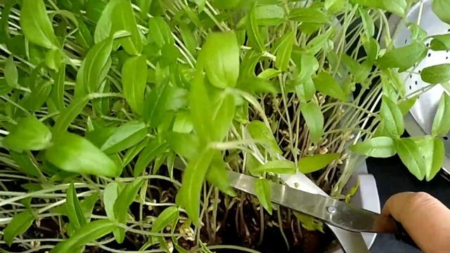 ФАСОЛЬ МАШ.Лечебное действие.Смузи из побегов маша. смотреть онлайн