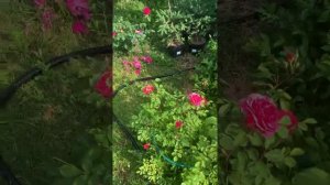 Сравнение канадской парковой розы морден руби и англичанина