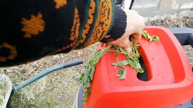 Осенние работы на дачном участке. Садовый измельчитель Sterwins в работе. Проводим обрезку яблонь. смотреть онлайн