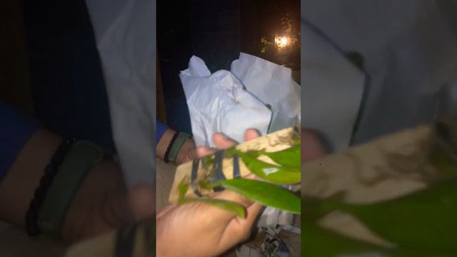 UNBOXING ORDER ANGGREK ONLINE SELLER/PENJUAL TERPERCAYA AMANAH - KOLEKSI RUMAH ANGGREK MAMA DHANI смотреть онлайн