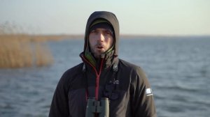 Гуси  Зимовка