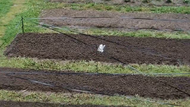 Лайфхак, как отпугивать птиц с дачного участка смотреть онлайн