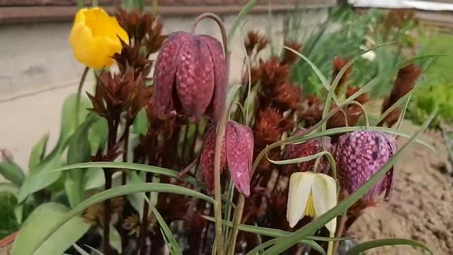Рябчик Шахматный или Фритиллария (Fritillária) в нашем саду на даче. Весна 2022 смотреть онлайн