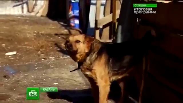 Стаи бродячих собак приносят чиновникам миллионы смотреть онлайн