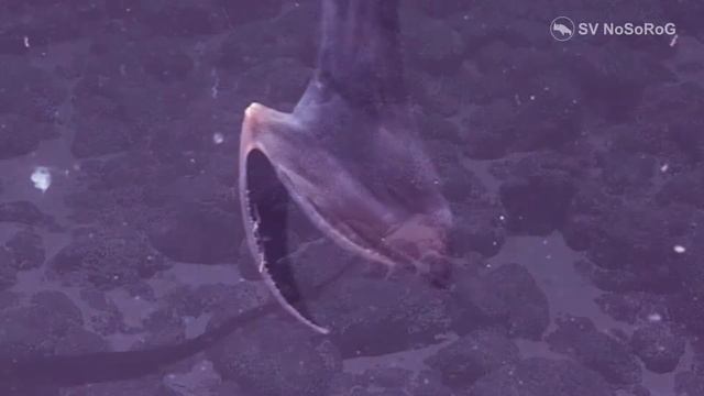 Большерот или рыба-пеликан