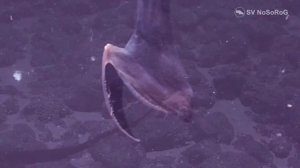 Большерот или рыба-пеликан