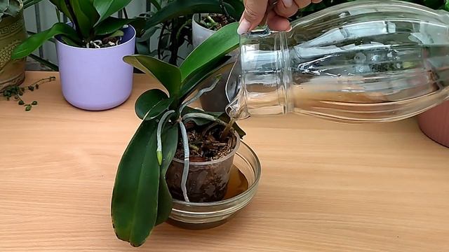 🔥👍 Nur 1 Teelöffel bringt eine Orchidee auf magische Weise zum Blühen mit vielen Blüten. смотреть онлайн