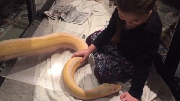 6 year old stroking 13ft Reticulated python (pt 2)